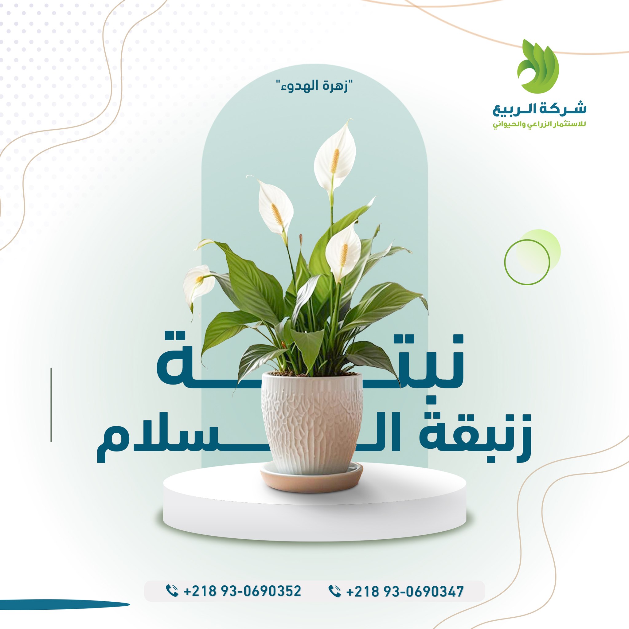 alrabeea-plant