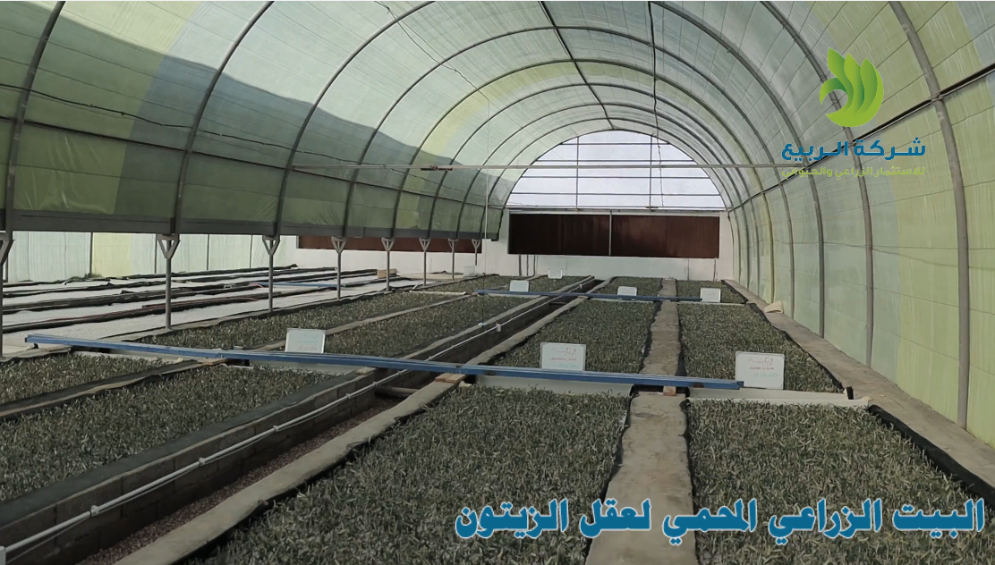 البيت المحمي لتعقيل الزيتون