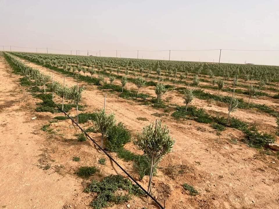 مشروع المليون شجرة زيتون