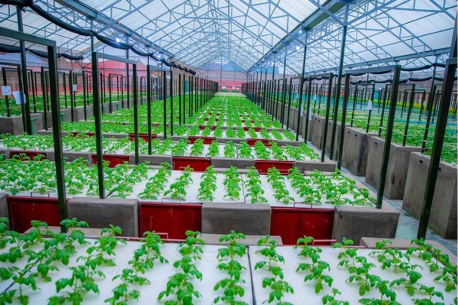 درنات البطاطا